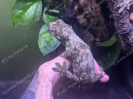 Chahua gecko pair
