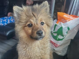 Pomeranian