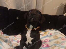 Rare Chinese Red Dog Cross Puppies - Both Parents Seen