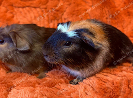 Very pretty coloured baby boy pair
