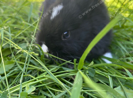 Netherland dwarf ONE girl left!!