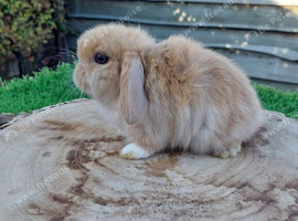 Adorable mini lop baby rabbits