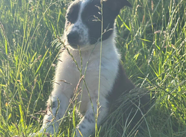 Border Collie Puppies