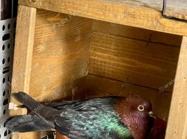 2 pairs of Archangel pigeons