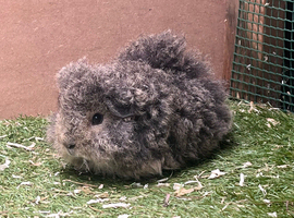 Pure bred texel guinea pigs