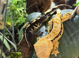 Multipke female crested geckos available