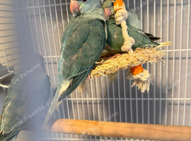 Hand Reared Baby Ringnecks
