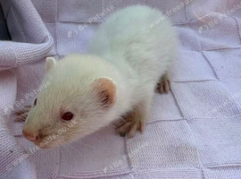 Albino Ferret Kits - ready now