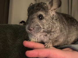 Male chinchilla for sale