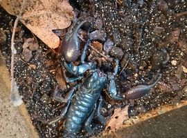 Asian forest scorpion