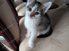 3 beautiful kitten
