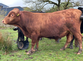 Registered Dexter Bull