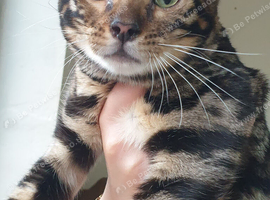 Beautiful charcol bengal girl for sale