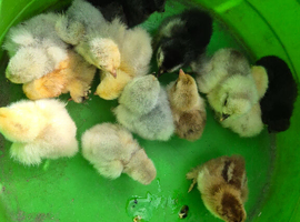 Mix of week old pekin bantams