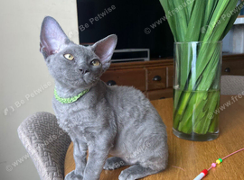 Ready now pedigree Devon Rex