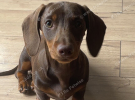 Miniature brown and tan dachshund