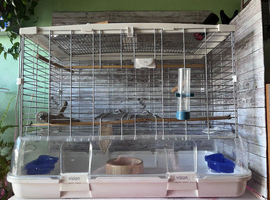 Vision birds cages