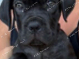 Cane corso male black all innoculations 13 wks