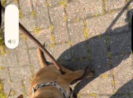 Stunning American bulldog x sharpei pups 5 month old