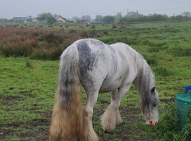 Beautiful blagdon mare