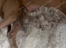 Beautiful bandog puppies for sale