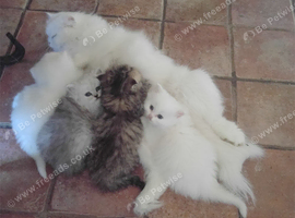 Pedigree persian kittens, white and chinchilla, goldenchinchilla