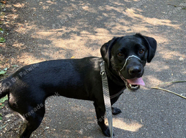 Loving Black Labrador