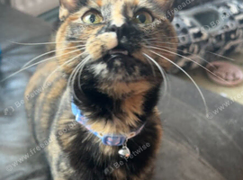 Lilly-May tortoishell cat
