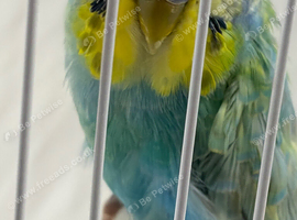 RING NUMBER 10 RAINBOW COCK 2026 BRED