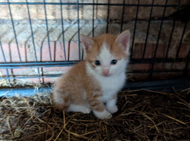 Kittens 3 girls