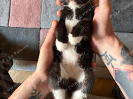 Kittens