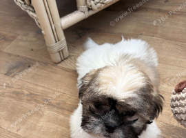 Male Shihtzu Puppy