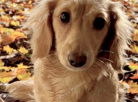 Mini cream longhaired girl
