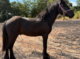 Yearling reg dales gelding