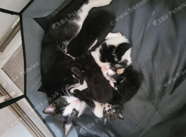 Turkish angora beautiful kittens