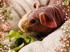 Male skinny pig