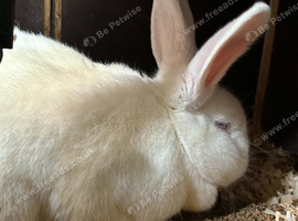 Male and female new zeland rabbits