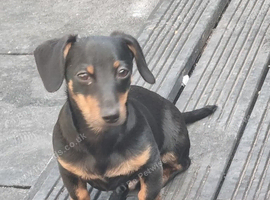 Miniature Dashound/chihuahua