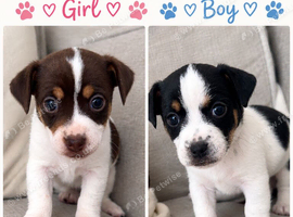 Jack Russels