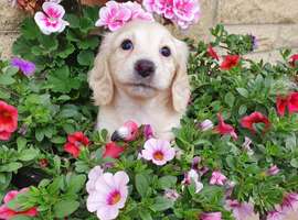 Clear cream long haired female dachshund