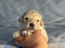 Cavapoochons fully health tested parents