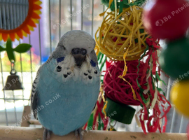English baby budgie