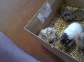 just born baby and two boys 5 months old