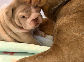 Kc registered incredible litter from health tested parents