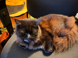 Male British Longhair