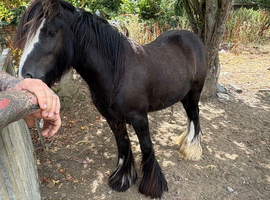4yr old cob gelding