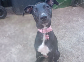 Bull Lurcher Puppy Female 6 Months Old