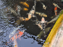 Koi Fish