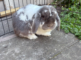 Gorgeous proven lilac butterfly mini lop buck