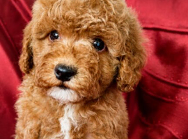 Beautiful F1B Maltipoo Puppies for Sale